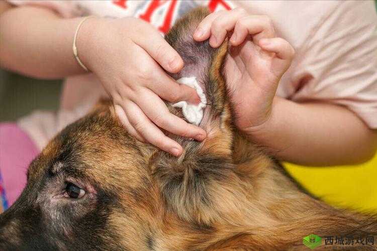 狗狗的东西又硬又烫怎么办:应如何处理