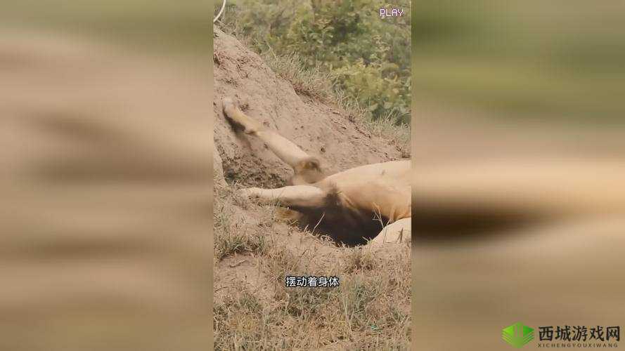 欧美性猛交xxxx乱大交蜜桃:狂野激情的性爱派对